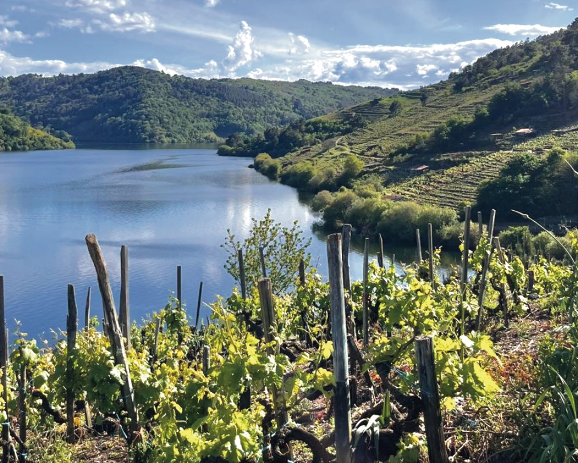 ribeiramiño RIBEIRA SACRA TABOADA